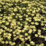 bright yellow flower bush with many flowers