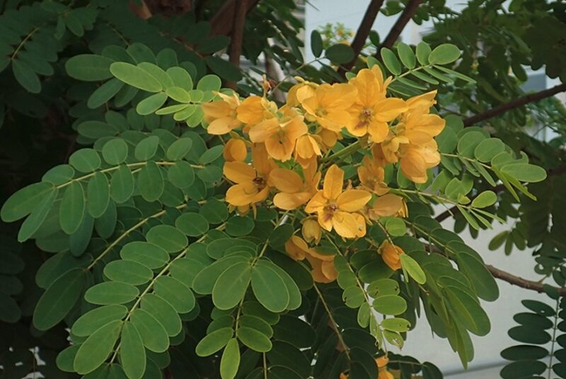 Kolomona (Scrambled Egg Tree) (<I>Senna surattensis</I>)