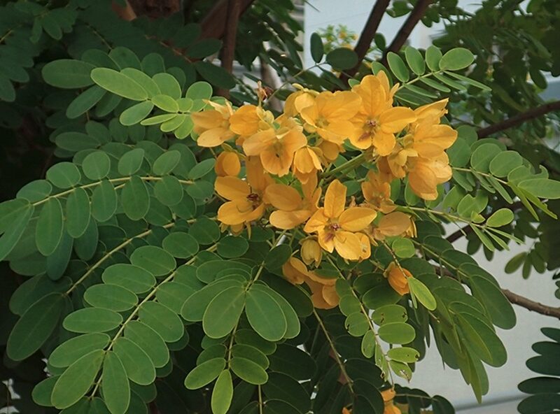 Kolomona (Scrambled Egg Tree) (<I>Senna surattensis</I>)