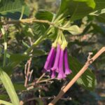 multiple dangling small bell shaped flowers with purple color