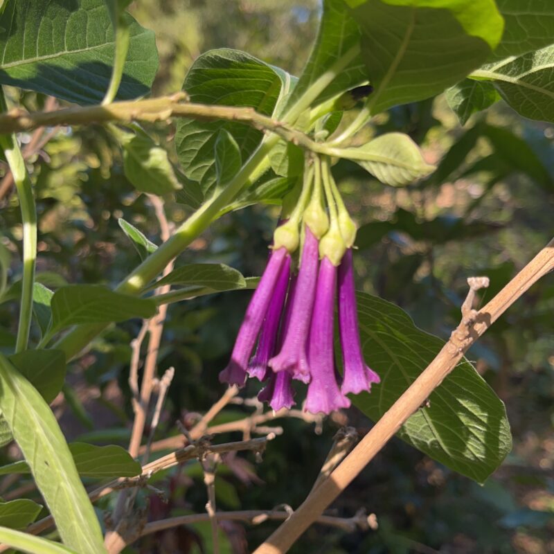 multiple dangling small bell shaped flowers with purple color