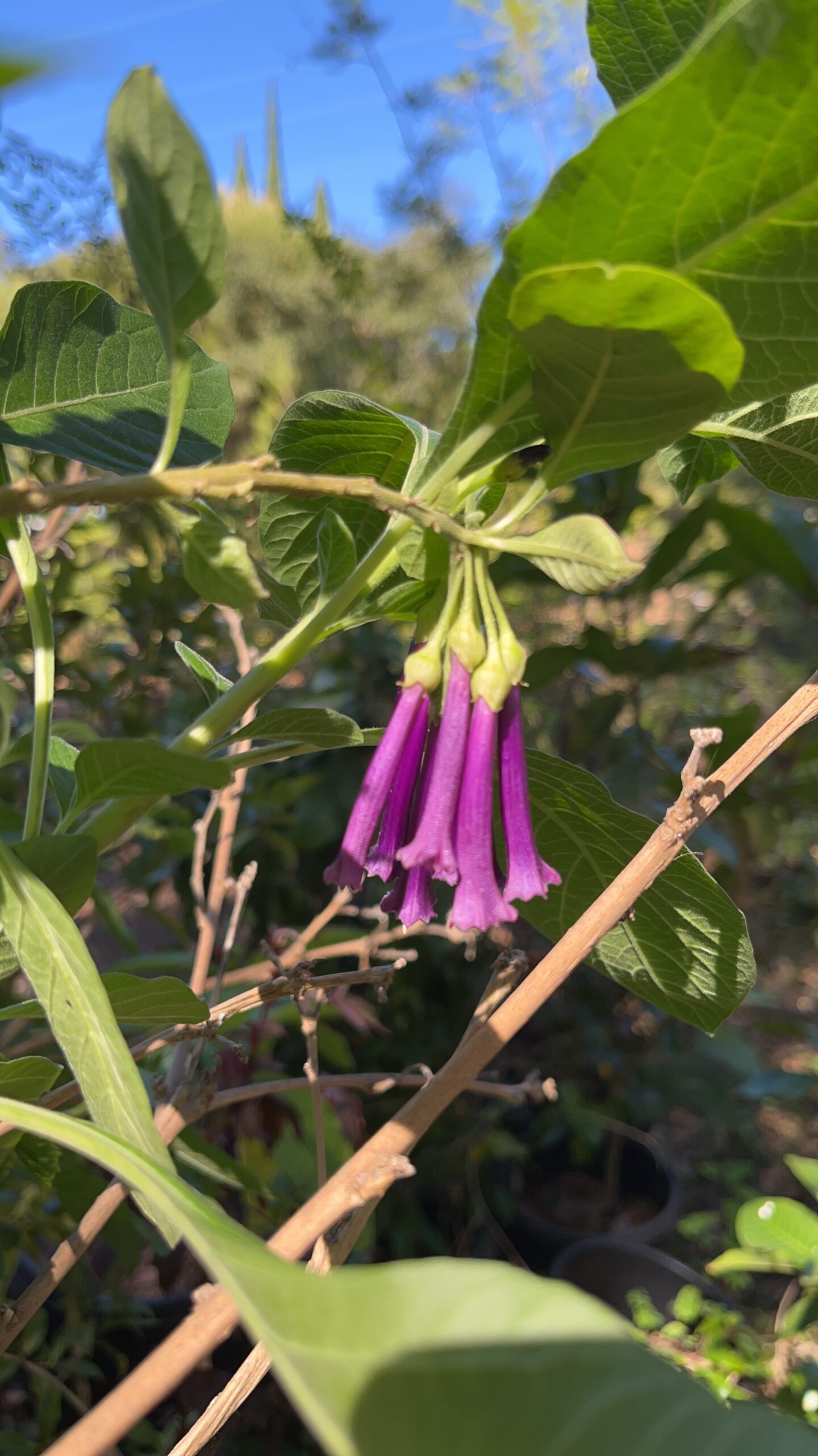 multiple dangling small bell shaped flowers with purple color