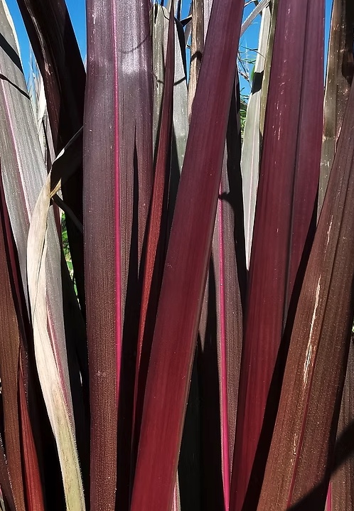 Purple Sugar Cane 'Violacea' (<i>Saccharum officinarum</i>)