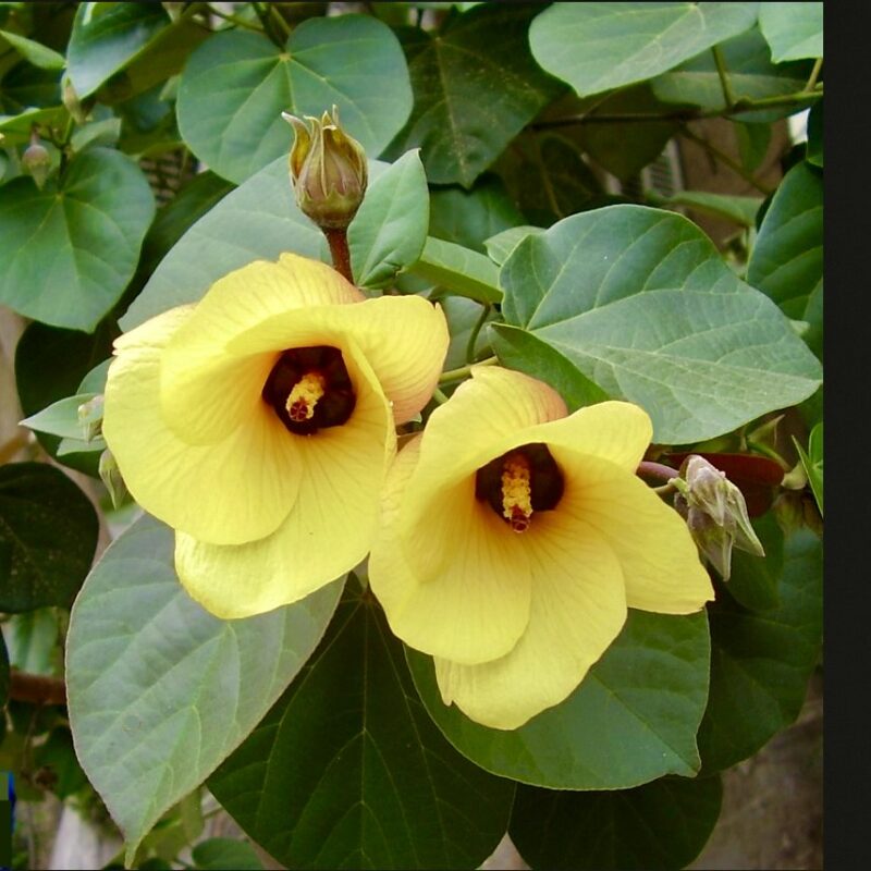 Beach Hibiscus 'Hau' (Hibiscus tiliaceus)