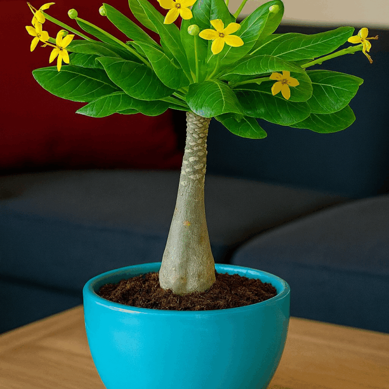 Rare Hawaiian palm 1 foot tall, big waxy leaves