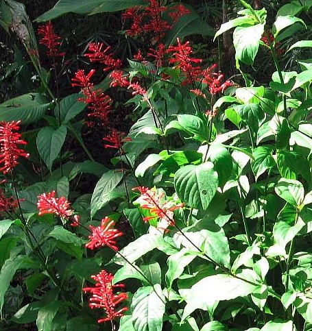 Red Firespike (<i>Odontonema strictum</i>)