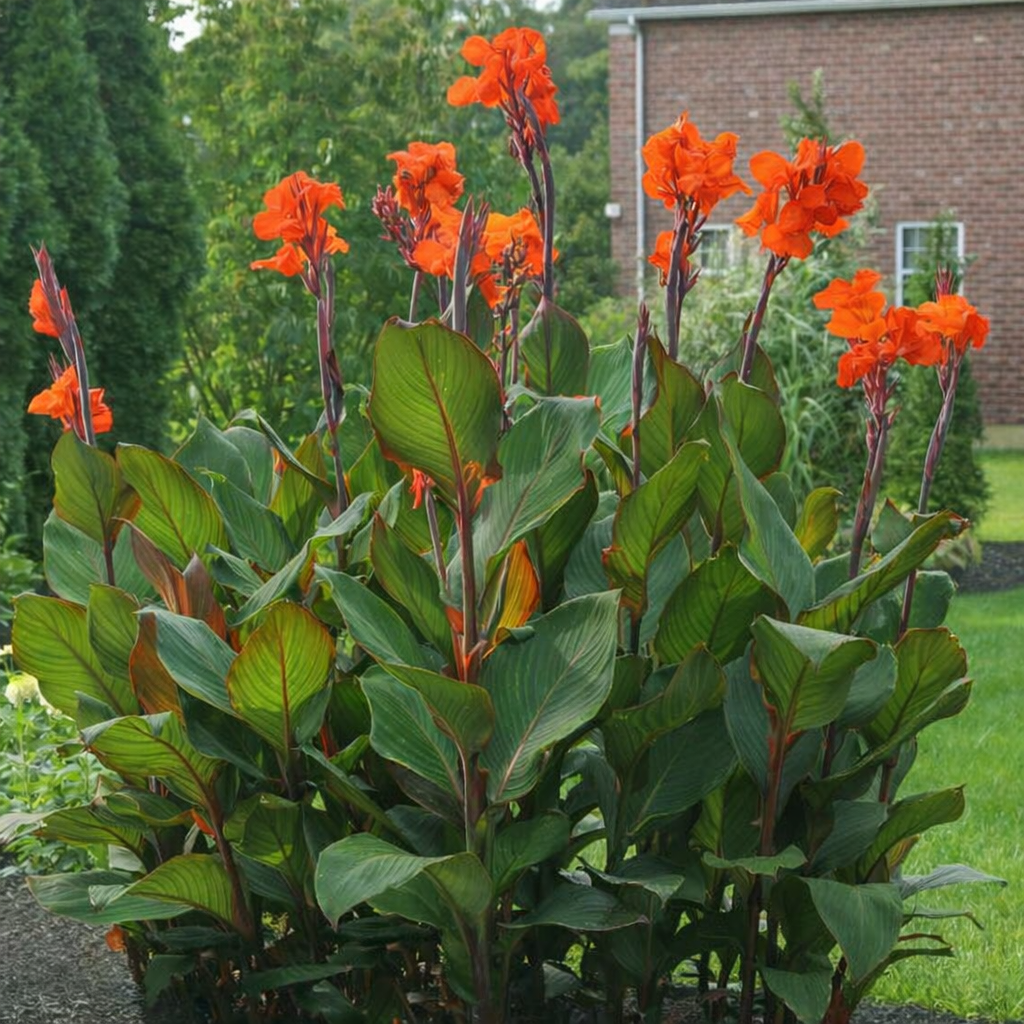 large orange canna flowers